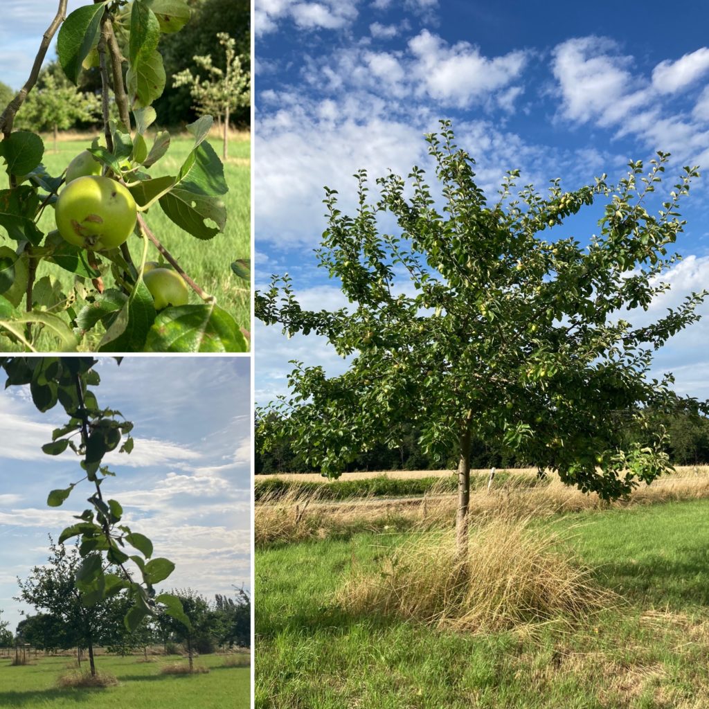 Dieses Jahr wird es wohl eine reiche Apfelernte geben, die Bäume hängen teilweise richtig voll.