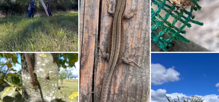 Schnittkurs am 30. August – Wissen direkt vom Obstbaumwart